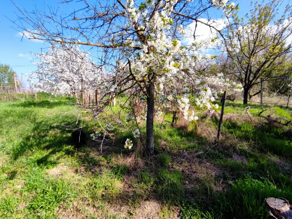 Baranya megye - Lánycsók