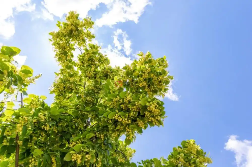 Tolna megye - Szekszárd